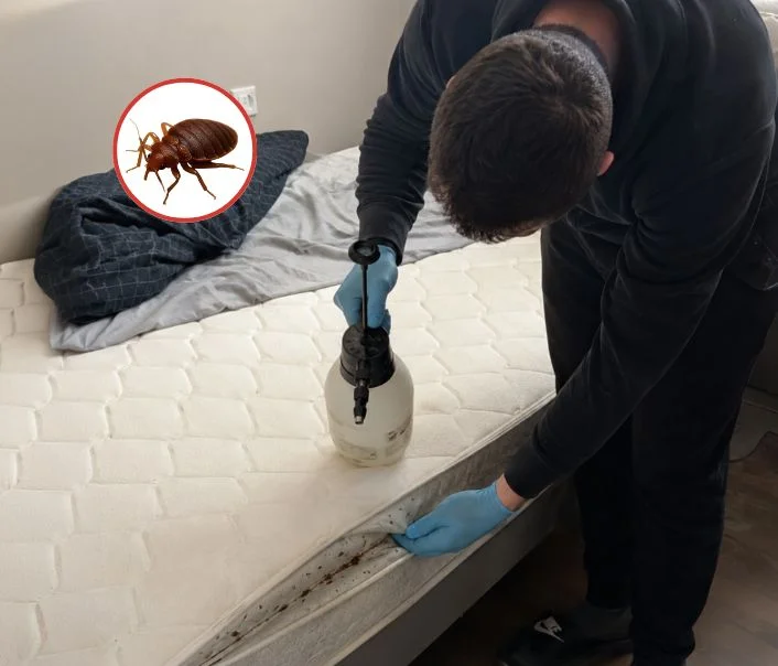 Technicien traitant un matelas contre les punaises de lit à Marly-le-Roi